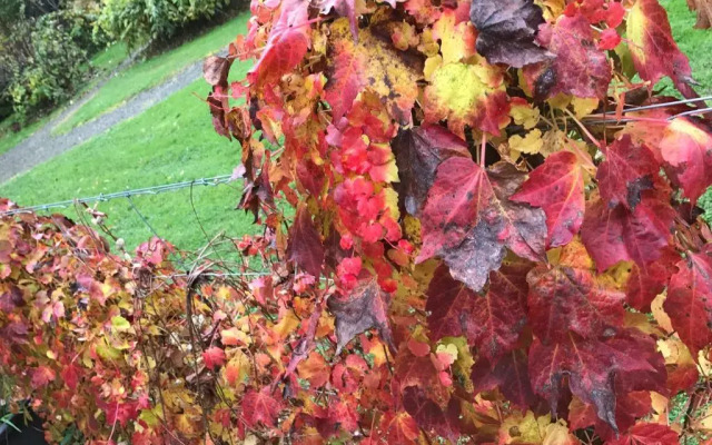 Goldberryaccommodation