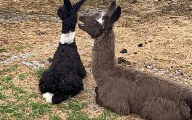 Jurte beim Lama- & Alpakahof Triesenberg