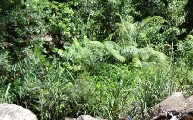 Rural Jungle Backpackers Hostel