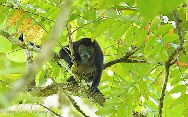Chilamate Rainforest Eco-retreat