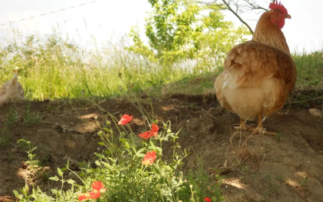 Agriturismo L'Isola Che Non C'era