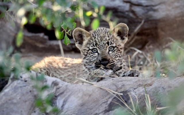 Ivory Wilderness River Rock Lodge