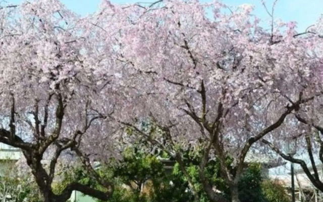 Nara Park Hotel