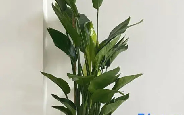 xianjulazy house guesthouse