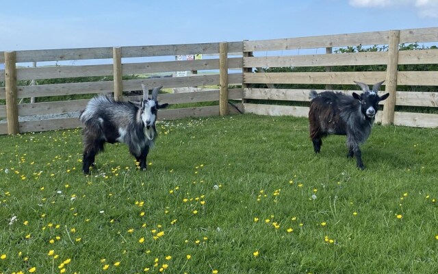 Swift Vogue Edition Caravan