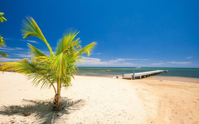 Sand Dollar