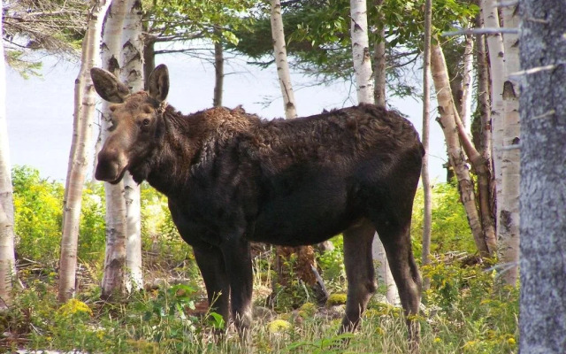 The Dancing Moose Cafe