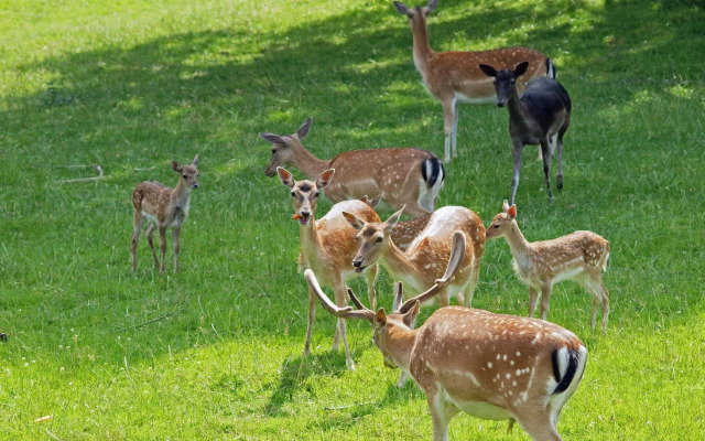 Waldhotel Felsenkeller