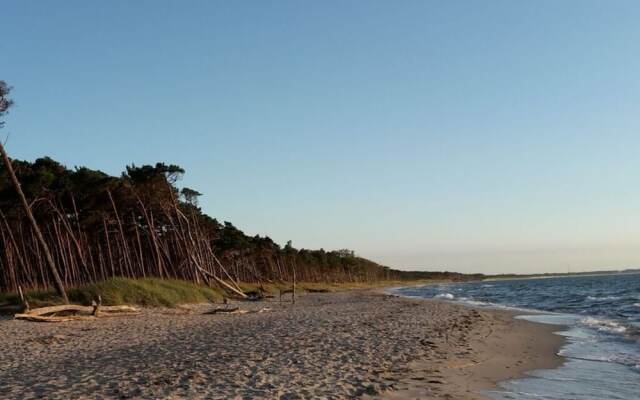 Captain House South Cats 8