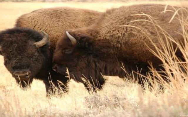 Yellowstone House of the Three Bears