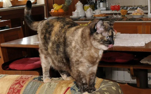 Il Cottage Bed & BreakFast