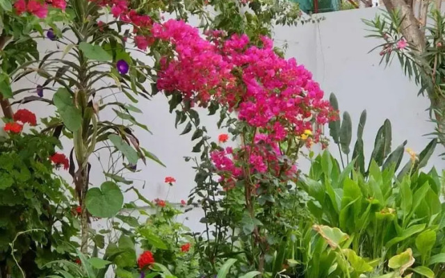 Dar Jasmin