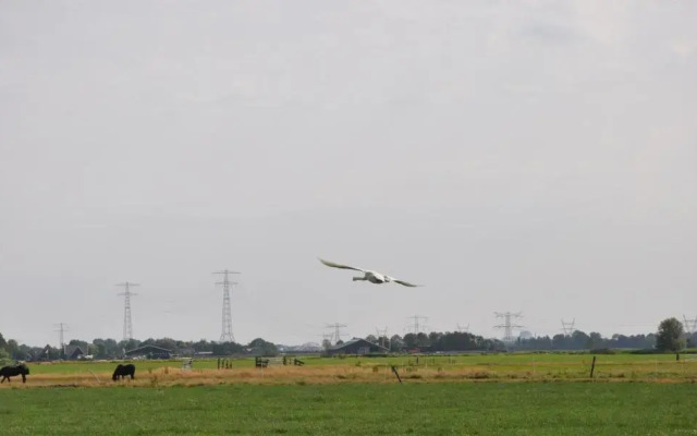 Your nice waggon at the Cow's Paradise