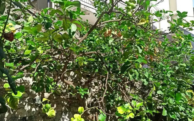 Lemons House