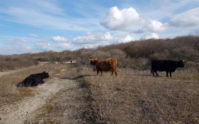 Scheveningen Flat Near Beach