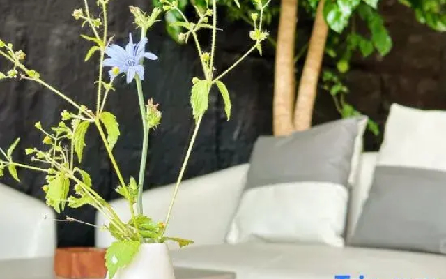 SHEJING Homestay