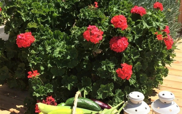 Villa Badem by Akdenizvillam