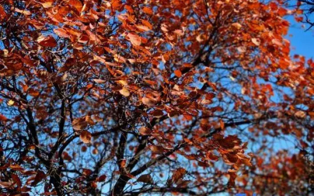 Beijing Daijia Courtyard