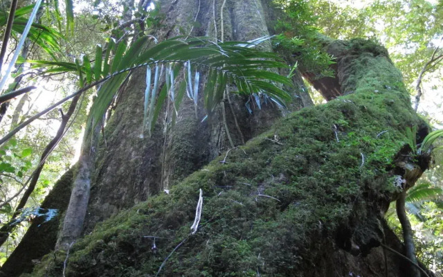 Ruah Rain Forest Retreat