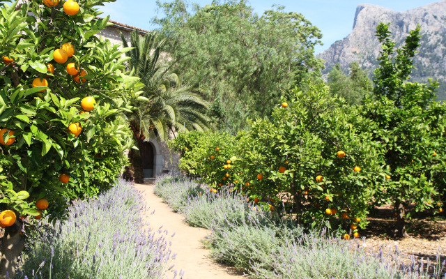Finca Ca´s Curial