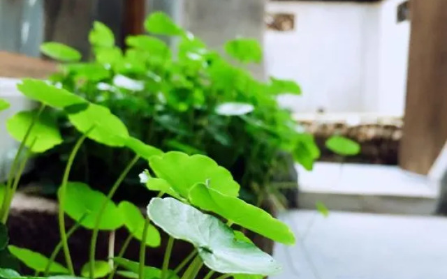 Yongyuanju Boutique Hostel