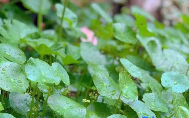 Ouran Boutique Guesthouse