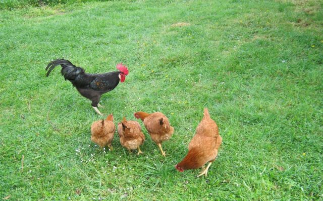 Le Papillon at le paradis