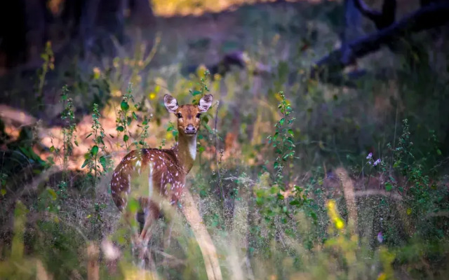 The Untamed Bandhavgarh by TUTC