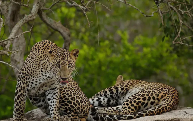 Naturehawks Safari Villa Yala