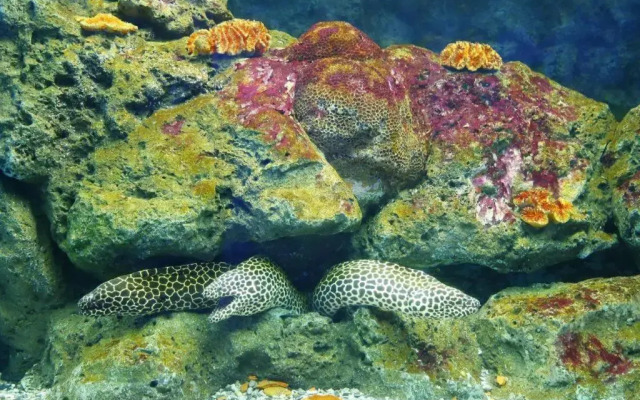 Seabreeze Bangsaen