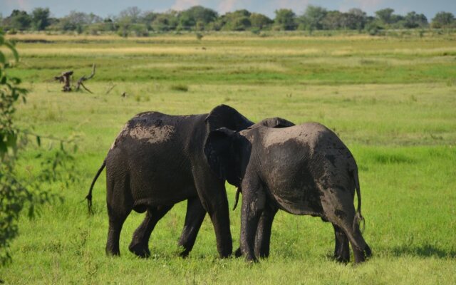 Ngoma Safari Lodge