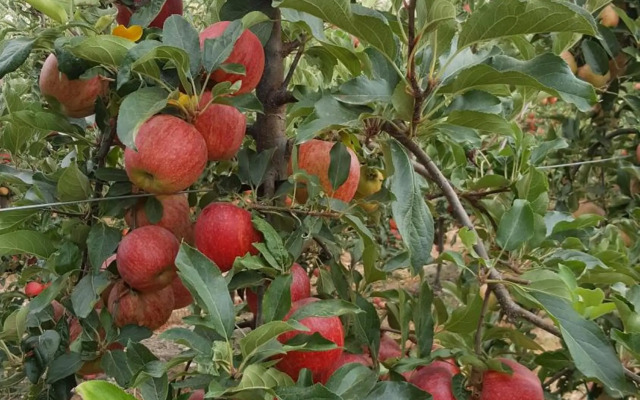 Quinta Do Acipreste (Antiga Quinta Da Torre)