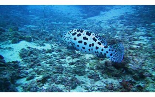 Nungwi Dive Centre