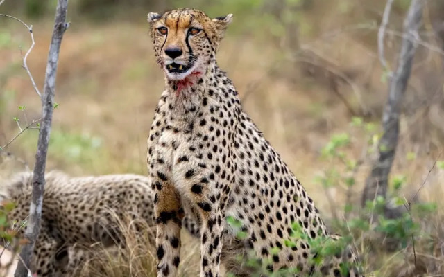 Sediba Luxury Safari Lodge