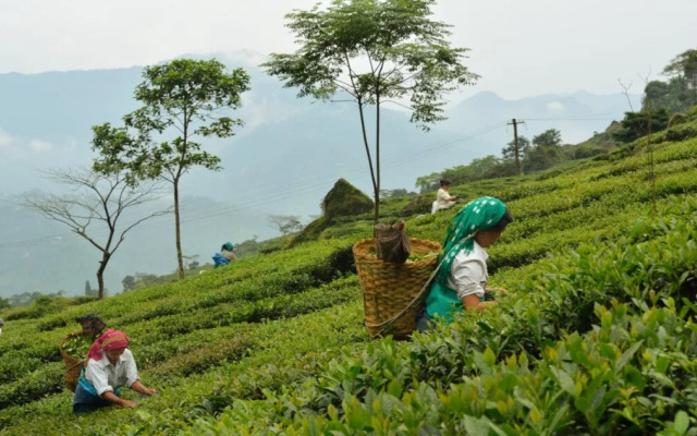 Goomtee Tea Garden Retreat