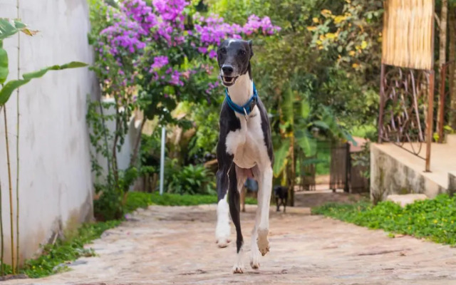 Suítes Silêncio e Aconchego