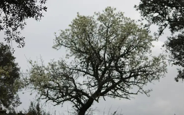 Monte Aguentinha do Campo