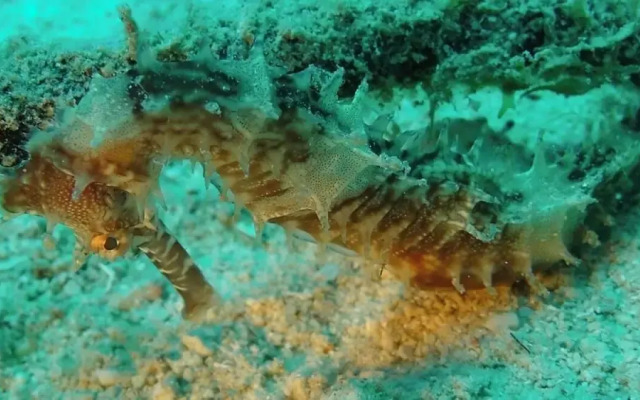Dive Spot Asia & Brumini Beach Resort
