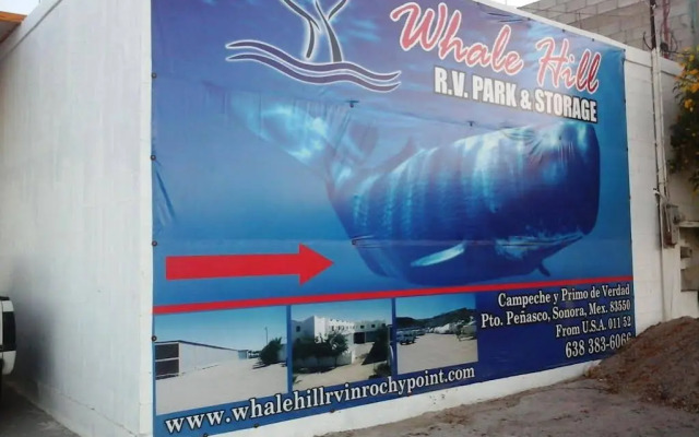 Whale Hill