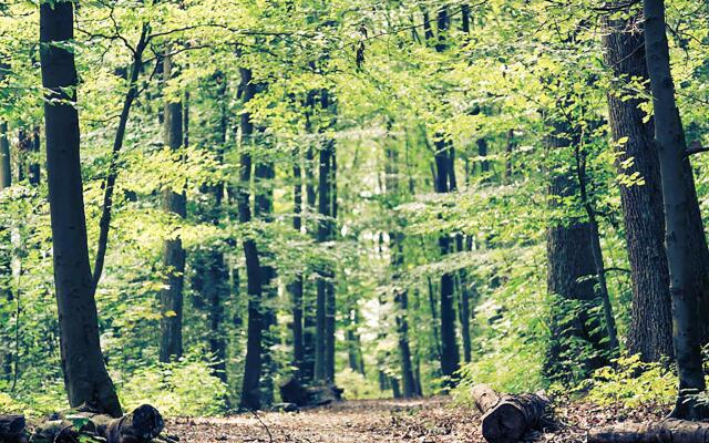 ibis Haguenau Strasbourg Nord