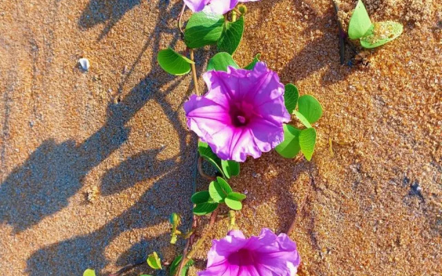 Ravana - Beach