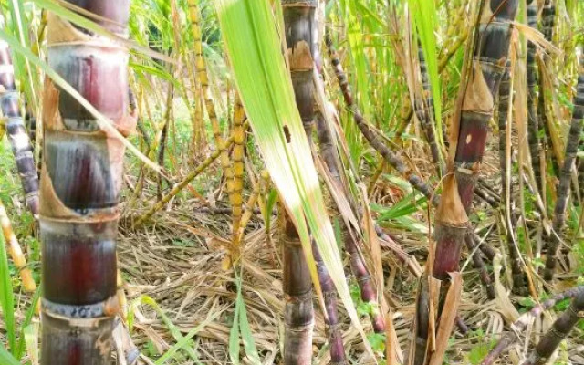 Shenzhen Jinlouwan Guesthouse