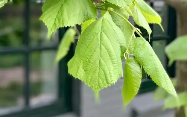 The Green House Lodge