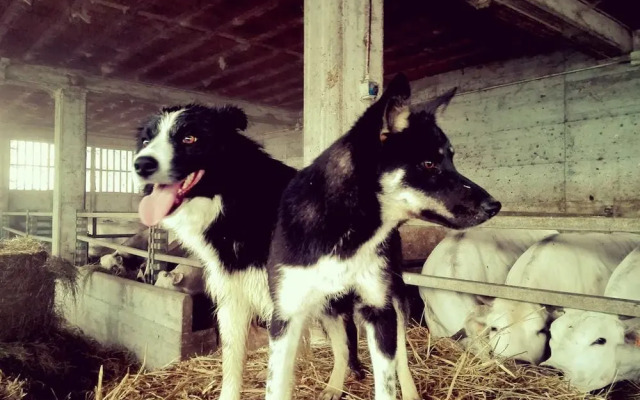 Agriturismo Bricco Gallo