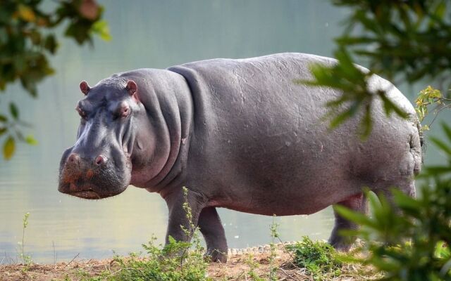 Victoria Lake View Guest House & Safaris