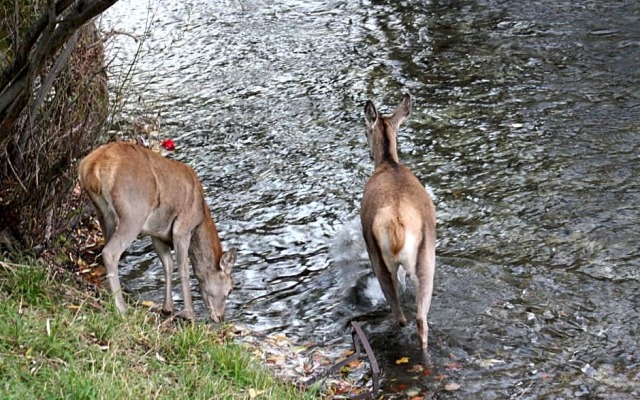 Il rifugio nel parco