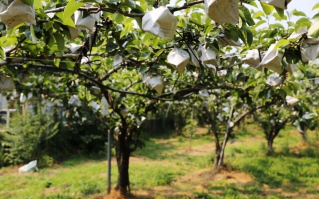 Suncheon House Pension Pear Breakfast