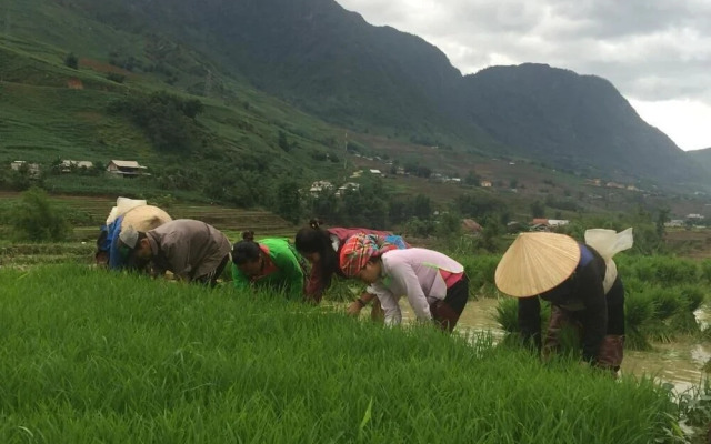 Golden Rice Garden Sapa
