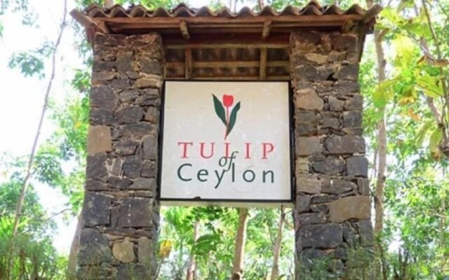 Tulip Of Ceylon