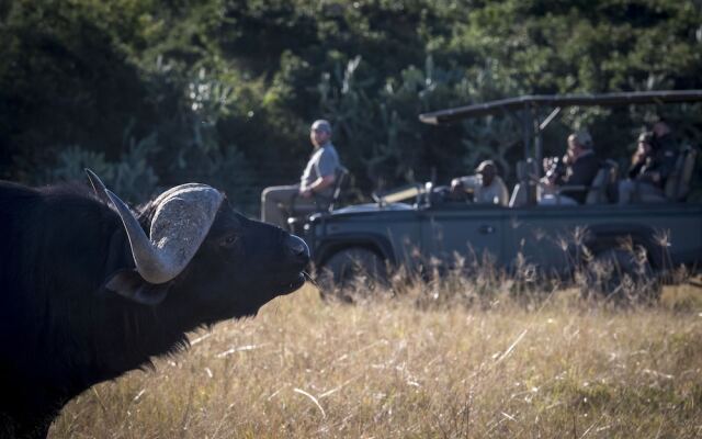 Stargazer Camp - Bellevue Forest Reserve